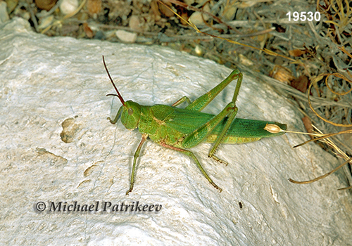Green Fool Grasshopper (Acrolophitus hirtipes)